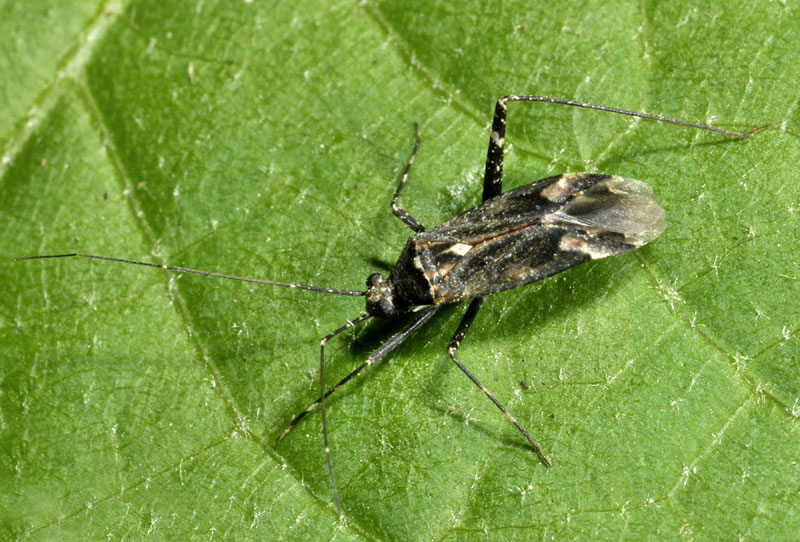 Miridae: Phytocoris reuteri